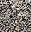 Sunflower Seeds